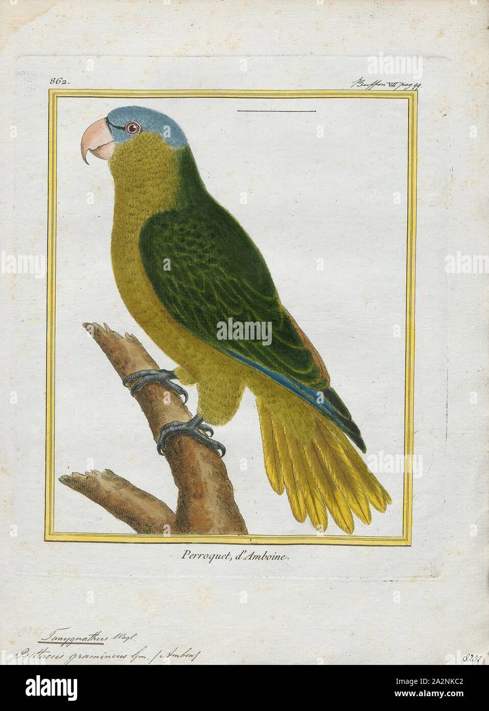 Tanygnathus gramineus, imprimer, les black-lored parrot (Tanygnathus gramineus) également connu sous le nom de Buru perroquet vert, est un perroquet endémique de l'île de Buru. C'est un 40 cm (16 po) perroquet vert avec le noir, et d'un turquoise lores couronne. Les mâles ont un bec rouge, et les femelles sont gris-brun. Le chant est trop aigüe et plus prolongé que par rapport à d'autres espèces, comme le grand-billed parrot., 1700-1880 Banque D'Images