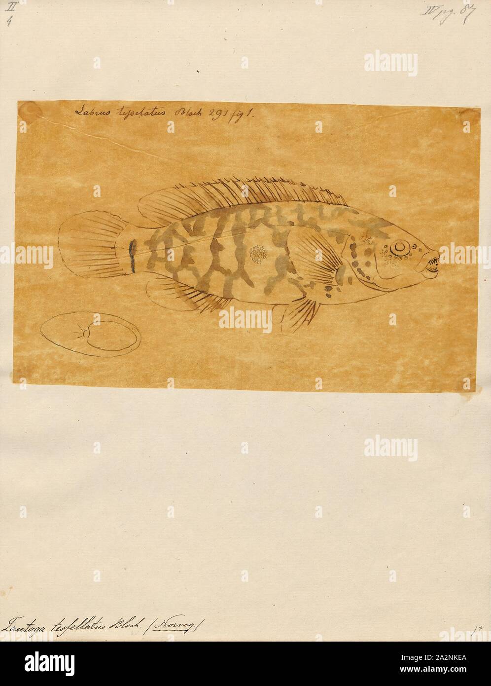 Tautoga tessellatus, Imprimer, 1774-1804 Banque D'Images