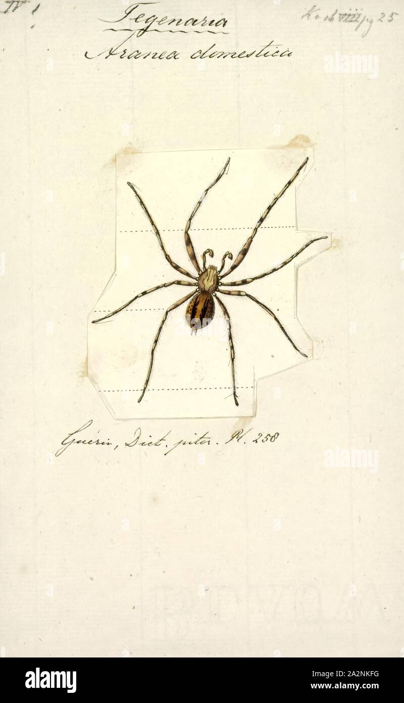 Tegenaria, Imprimer, Tegenaria est un genre de fast-exécutant funnel weavers qui occupent une grande partie de l'hémisphère Nord à l'exception du Japon et de l'Indonésie. Il a été décrit pour la première fois par Pierre André Latreille en 1804, bien que beaucoup de ses espèces ont été déplacées ailleurs. La majorité de ces personnes ont été déplacées à Eratigena, y compris la maison Eratigena araignée géante (atrica) et l'araignée (Eratigena hobo agrestis Banque D'Images