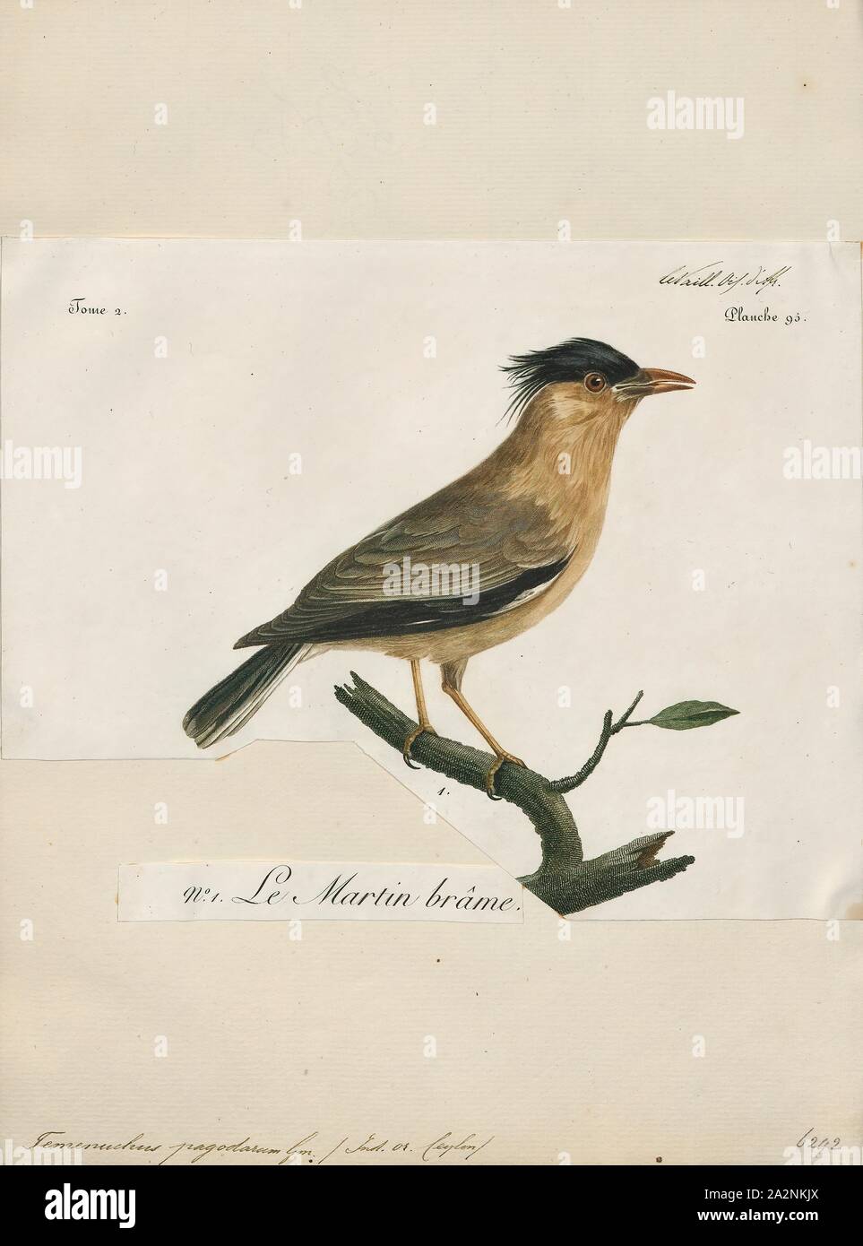Temenuchus pagodarum brahminy, Imprimer, l'myna ou brahminy starling (Sturnia pagodarum) est un membre de la famille de starling oiseaux. Il se tient généralement en couples ou en petites bandes dans les habitats ouverts sur les plaines du sous-continent indien, 1796-1808. Banque D'Images