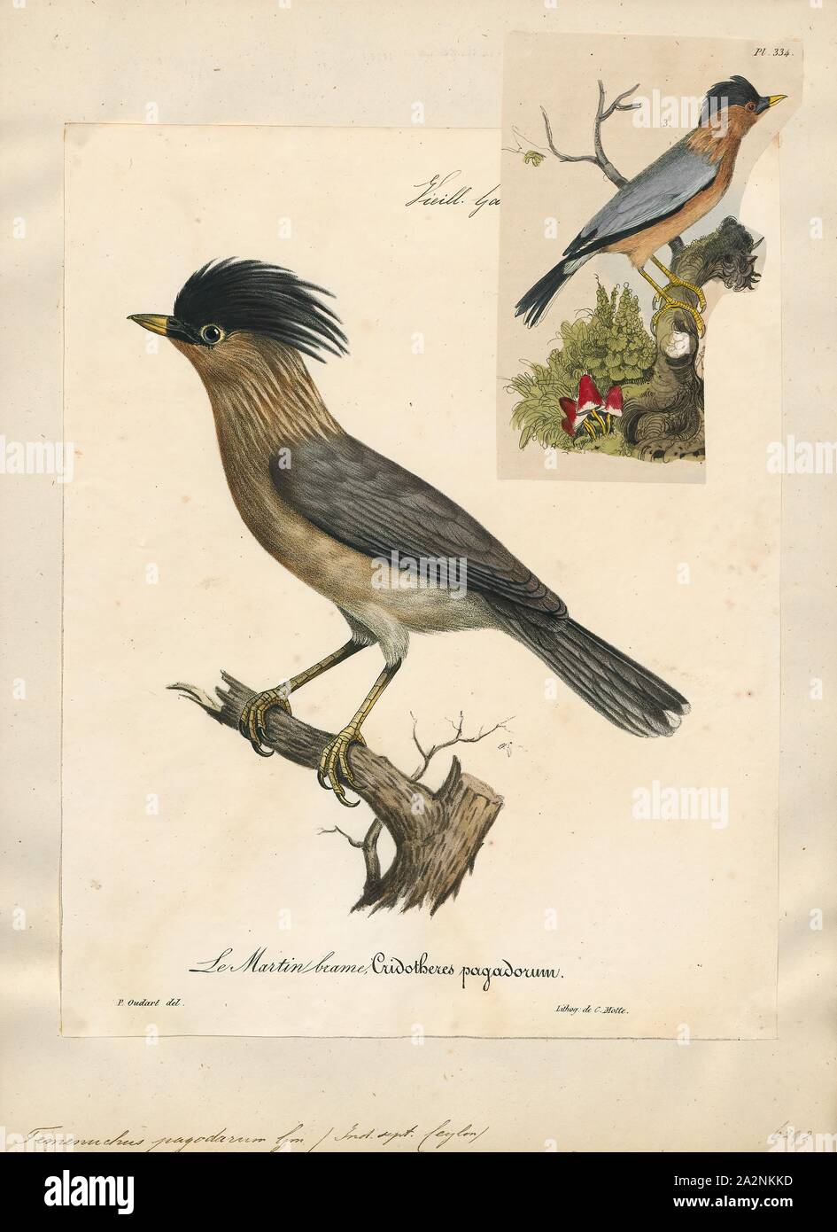 Temenuchus pagodarum brahminy, Imprimer, l'myna ou brahminy starling (Sturnia pagodarum) est un membre de la famille de starling oiseaux. Il se tient généralement en couples ou en petites bandes dans les habitats ouverts sur les plaines du sous-continent indien, 1825-1834. Banque D'Images