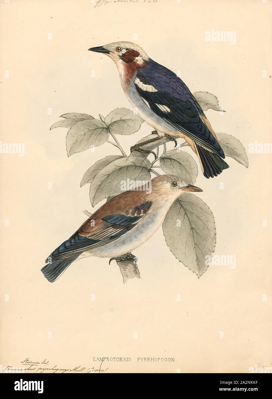 Pyrrhogenys Temenuchus, Imprimer, le brahminy starling brahminy ou myna (Sturnia pagodarum) est un membre de la famille de starling oiseaux. Il se tient généralement en couples ou en petites bandes dans les habitats ouverts sur les plaines du sous-continent indien, 1833-1850. Banque D'Images