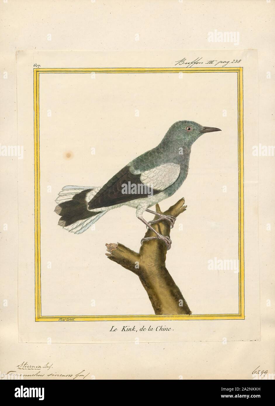 Temenuchus sinensis, Imprimer, le brahminy starling brahminy ou myna (Sturnia pagodarum) est un membre de la famille de starling oiseaux. Il se tient généralement en couples ou en petites bandes dans les habitats ouverts sur les plaines du sous-continent indien, 1700-1880. Banque D'Images