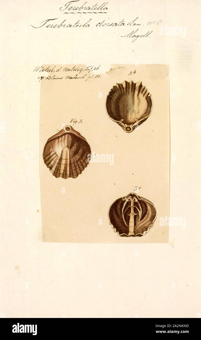 Terebratula Terebratula dorsata, Imprimer, est un genre moderne de brachiopodes avec un registre des fossiles datant de la fin du Dévonien. Ces brachiopodes sont stationnaires et l'épifaune suspension feeders ont une répartition mondiale Banque D'Images