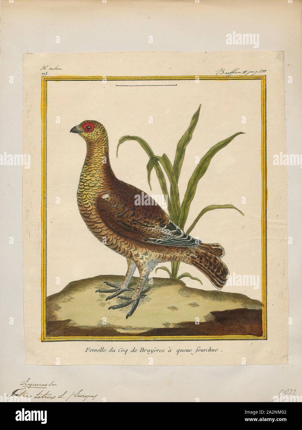 Tetrao tetrix, Imprimer, le tétras-lyre ou blackgame spartacus (Tetrao tetrix ou) est un grand oiseau de la famille des tétras. C'est une espèce sédentaire, de reproduction de tout le nord de l'Eurasie dans les landes et tourbières près de Woodland, essentiellement boréales. Le tétras est étroitement liée à la race blanche huppée, 1700-1880. Banque D'Images