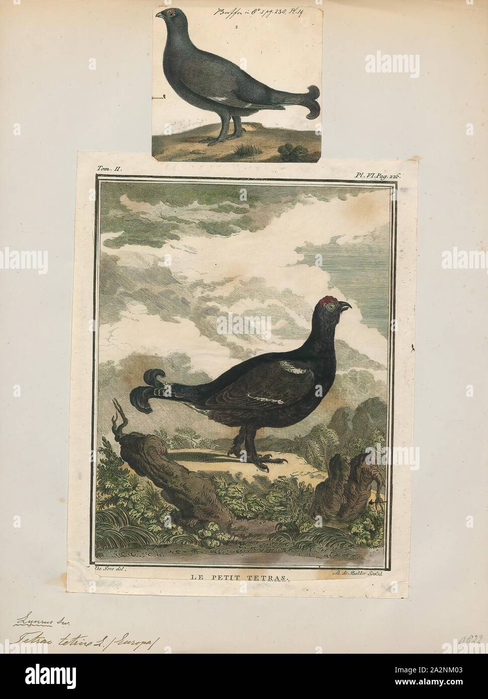 Tetrao tetrix, Imprimer, le tétras-lyre ou blackgame spartacus (Tetrao tetrix ou) est un grand oiseau de la famille des tétras. C'est une espèce sédentaire, de reproduction de tout le nord de l'Eurasie dans les landes et tourbières près de Woodland, essentiellement boréales. Le tétras est étroitement liée à la race blanche huppée, 1700-1880. Banque D'Images