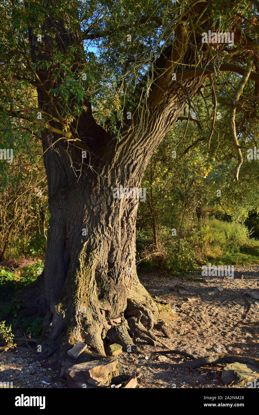 Un tronc d'arbre de saule dans le soleil du soir. Rhein-Neckar-Kreis, Bade-Wurtemberg, Allemagne. Banque D'Images