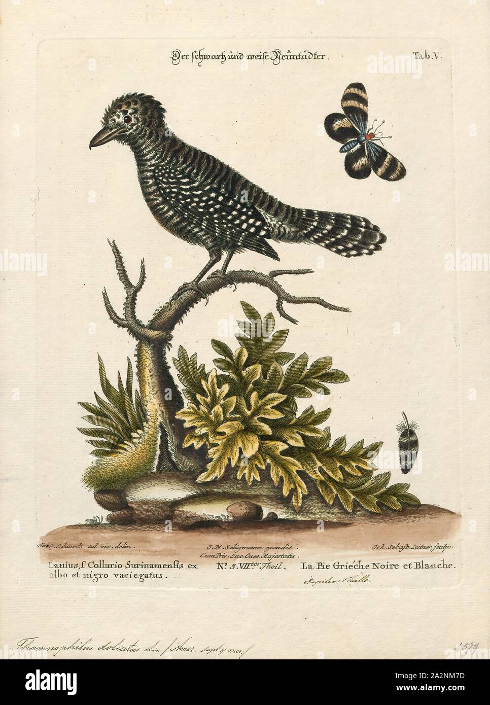 Thamnophilus doliatus, Imprimer, la prescription antshrike (Thamnophilus doliatus) est une espèce de passereau de la famille antbird. Il est constaté dans la Région néotropicale de Tamaulipas, au Mexique, à travers l'Amérique centrale, Trinité-et-Tobago, et une grande partie de l'Amérique du Sud à l'est des Andes dans le sud jusqu'au nord de l'Argentine, la Bolivie et le Paraguay. Il y a un dossier accepté depuis le sud du Texas. Il se trouve dans une large gamme d'habitats boisés (même jardins et parcs) dans les régions humides et arides. Dans une grande partie de son aire de répartition, il est parmi les plus communs antbirds, 1700-1880. Banque D'Images