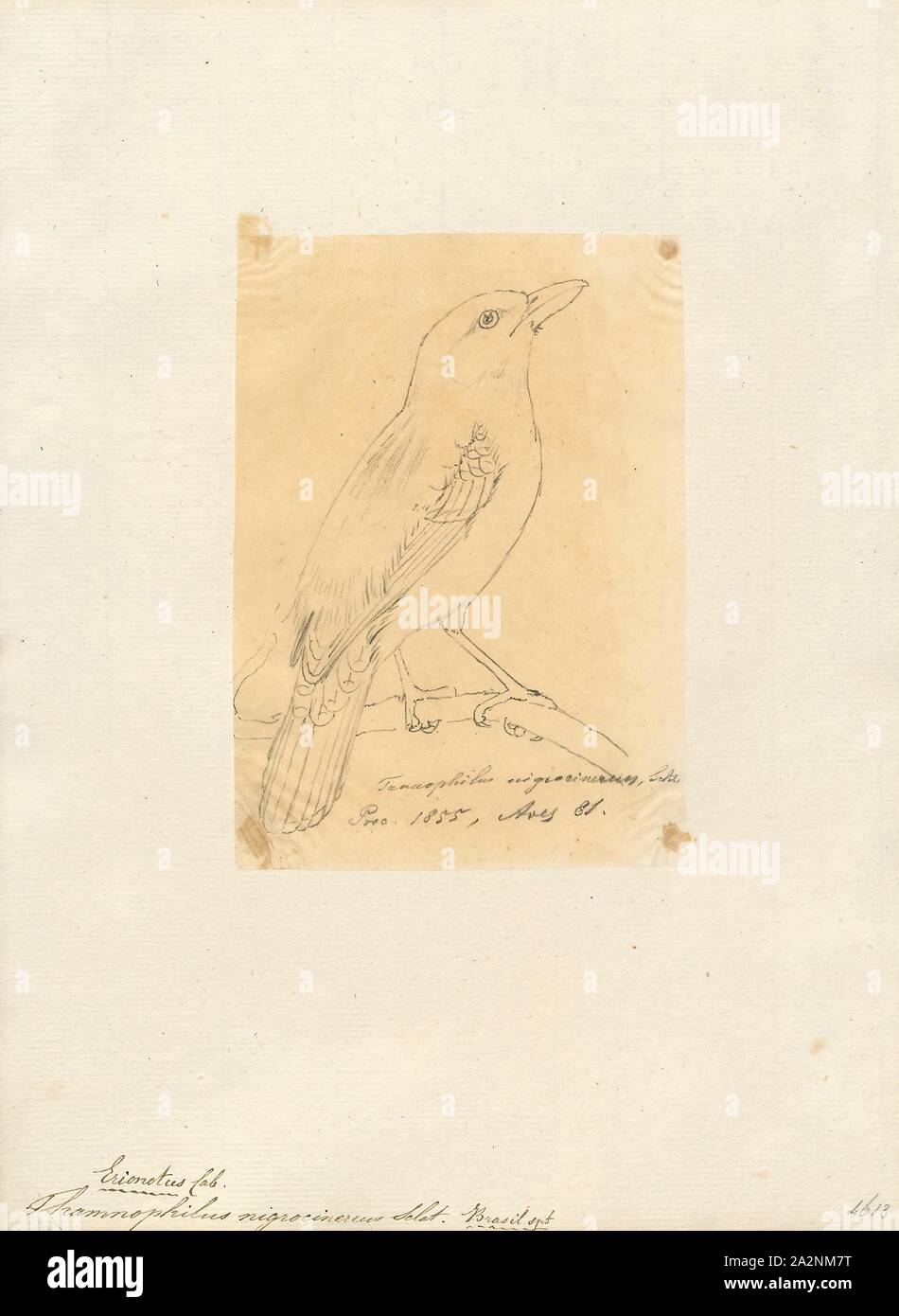 Nigrocinereus Thamnophilus, Imprimer, le gris-noirâtre (Thamnophilus antshrike nigrocinereus) est une espèce de passereau appartenant à la famille du Calvados, l'antbirds, 1855. Banque D'Images