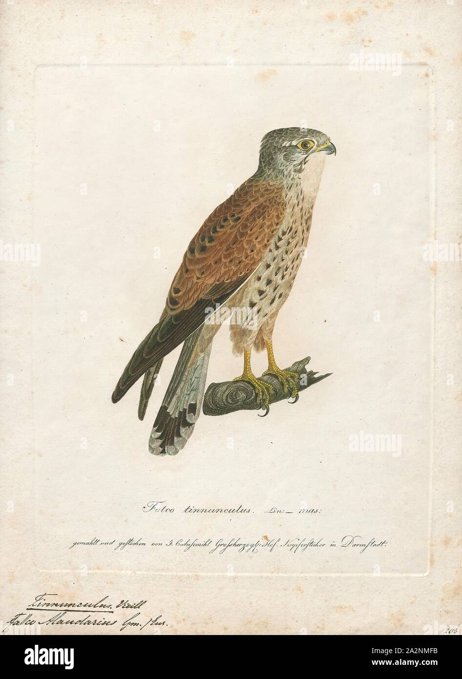Tinnunculus, alaudarius Imprimer, 1800-1812 Banque D'Images