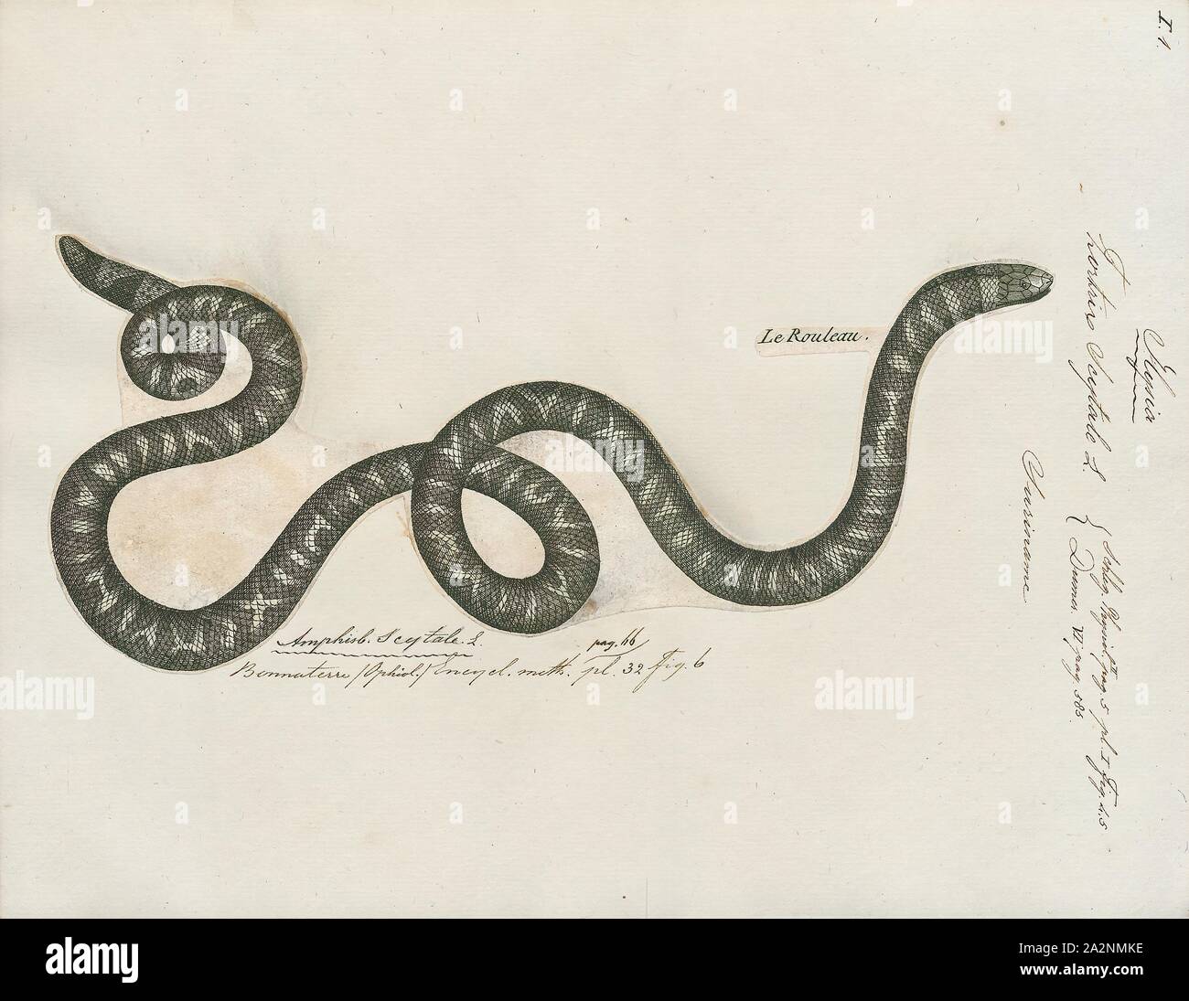 Tortrix scytale, Imprimer, la famille Aniliidae sont un genre monotypique créé pour le genre Anilius qui contient la seule espèce scytale. Noms communs : tuyau Américain et faux serpent Coral Snake. C'est trouvé dans l'Amérique du Sud. Ce serpent possède un vestige de la ceinture pelvienne qui est visible sous la forme d'une paire d'éperons cloacaux. Il est ovovivipare. Il n'est pas venimeuse, et son régime alimentaire se compose principalement d'amphibiens et d'autres reptiles. En ce moment, deux sous-espèces sont reconnues, y compris la forme typique décrite ici., 1700-1880 Banque D'Images