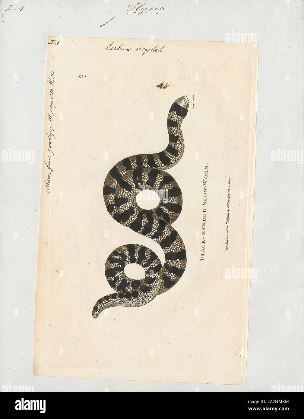 Tortrix scytale, Imprimer, la famille Aniliidae sont un genre monotypique  créé pour le genre Anilius qui contient la seule espèce scytale. Noms  communs : tuyau Américain et faux serpent Coral Snake. C'est