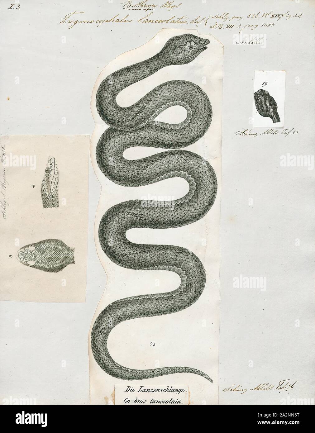 Trigonocephalus Bothrops Lanceolatus Imprimer Lanceolatus Connu Comme Le Fer De Lance Pit Viper Et Martiniquais Martinique Lancehead Est Une Espece De Pit Viper Generalement Consideree Comme Endemique De L Ile De La Martinique