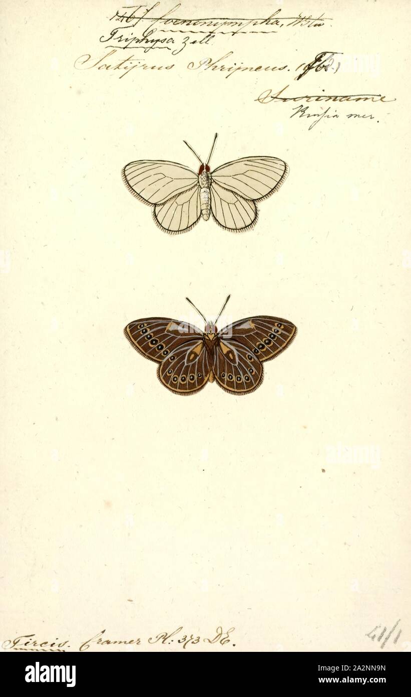 Triphysa, Imprimer, Triphysa est une espèce de papillons de la famille des Nymphalidae. Le genre comprend trois espèces. Le genre est parfois inclus dans Coenonympha Banque D'Images