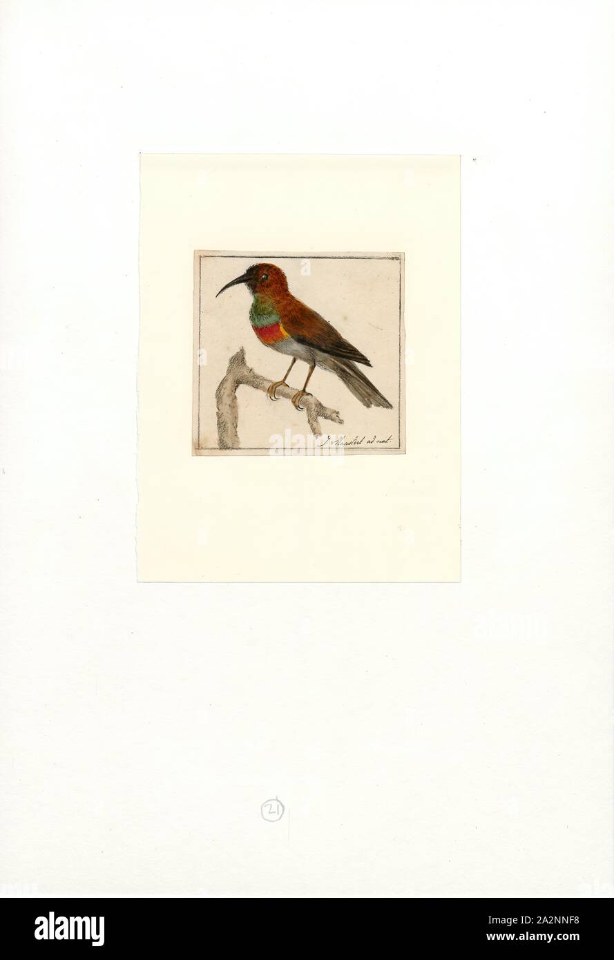 Trochilidae Imprimer Les Colibris Sont Des Oiseaux Indigenes Dans Les Ameriques Et Constituent La Famille Biologique Trochilidae Ils Sont Les Plus Petits Des Oiseaux La Plupart Des Especes La Mesure De 7 5 Trochilidae Imprimer Les Colibris Sont Des Oiseaux Indigenes Dans Les Ameriques Et Constituent La Famille Biologique Trochilidae Ils Sont Les Plus Petits Des Oiseaux La Plupart Des Especes La Mesure De 7 5