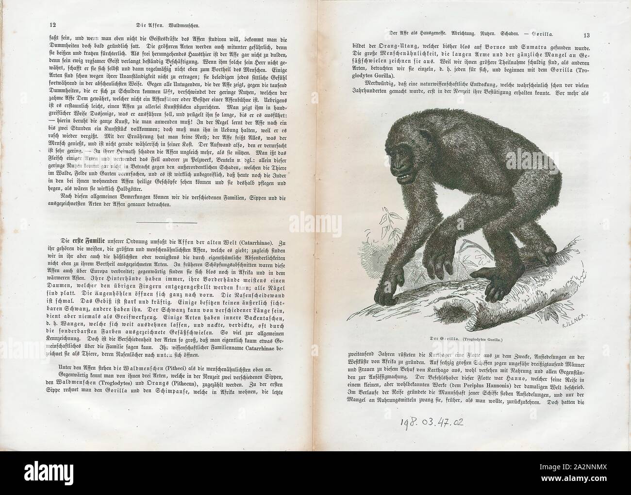 Troglodytes gorilla, Imprimer, le gorille de l'ouest (Gorilla gorilla) est un grand singe-l'espèce-type ainsi que la plus populeuse des espèces du genre gorille., 1700-1880 Banque D'Images