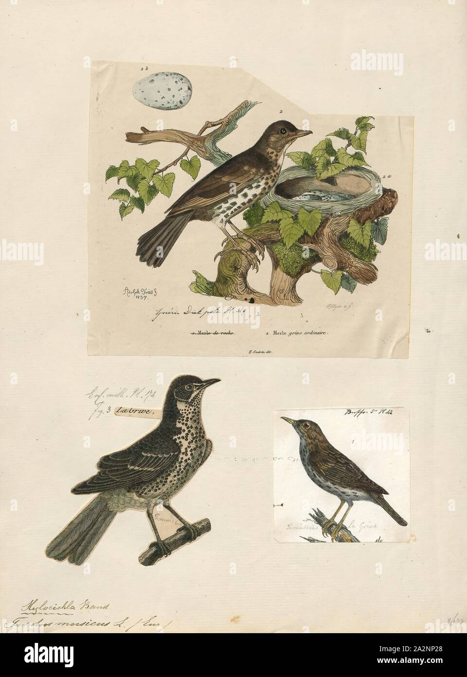 Turdus musicus, Imprimer, le redwing (Turdus iliacus) est un oiseau de la famille des Turdidae, muguet, originaire d'Europe et d'Asie, un peu plus petite que la grive musicienne connexes, 1700-1880. Banque D'Images