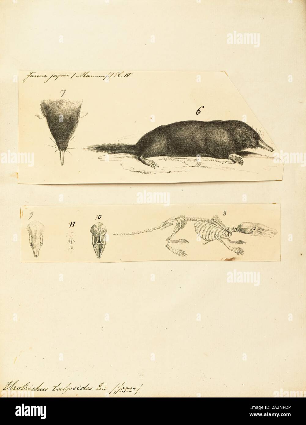 Urotrichus talpoides, Imprimer, la musaraigne japonais mole (ヒミズ ou himizu)  (Urotrichus talpoides) est une espèce de passereau de la famille Talpidae.  C'est endémique au Japon et est trouvé sur Honshu, Shikoku, Kyushu,
