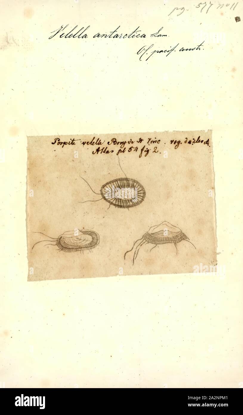 L'antarctique Velella Velella, Imprimer, est un genre monospécifique d'hydrozoaires dans la famille Porpitidae. Sa seule espèce connue est Velella velella, cosmopolite, Hydrozoaire flottant libre qui vit sur la surface de l'océan ouvert. Il est communément connu sous le nom d'un radeau, la mer par-le-vent marin, voile, voile pourpre peu, ou simplement Velella Banque D'Images