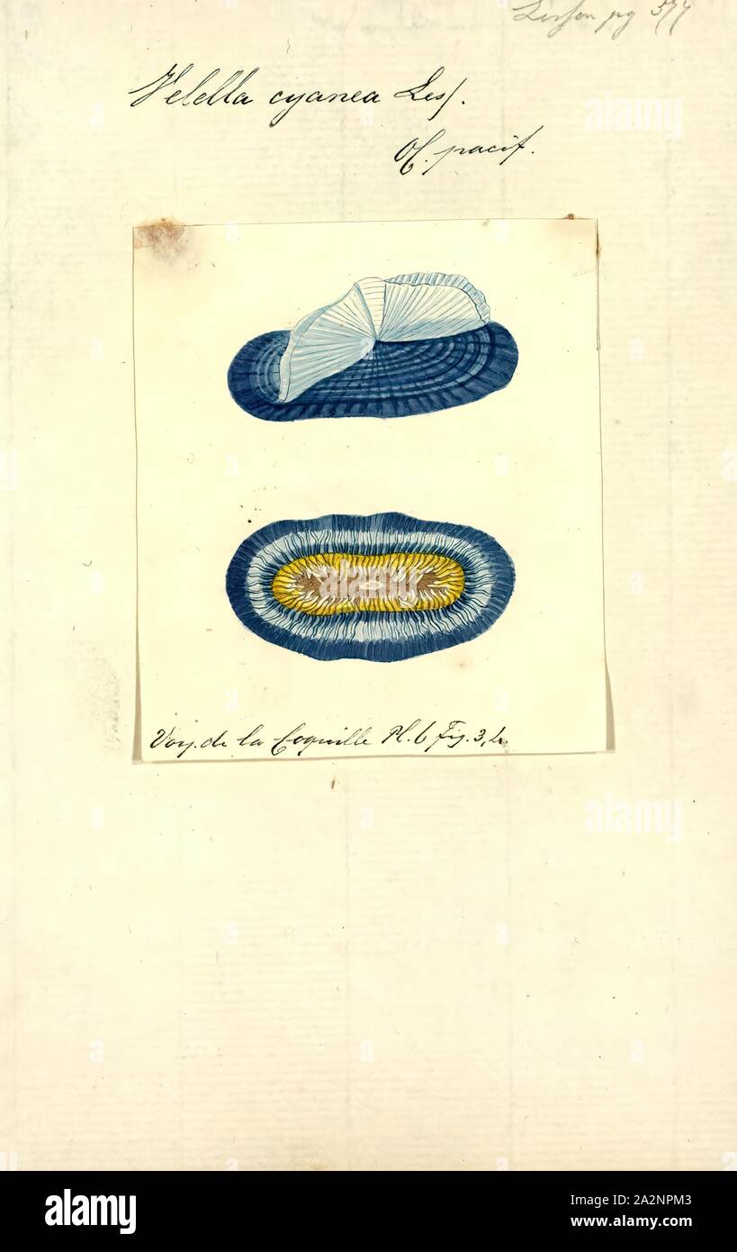 Velella Velella cyanea, Imprimer, est un genre monospécifique d'hydrozoaires dans la famille Porpitidae. Sa seule espèce connue est Velella velella, cosmopolite, Hydrozoaire flottant libre qui vit sur la surface de l'océan ouvert. Il est communément connu sous le nom d'un radeau, la mer par-le-vent marin, voile, voile pourpre peu, ou simplement Velella Banque D'Images