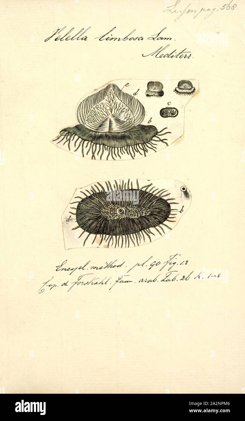 Velella Velella, limbosa Imprimer, est un genre monospécifique d'hydrozoaires dans la famille Porpitidae. Sa seule espèce connue est Velella velella, cosmopolite, Hydrozoaire flottant libre qui vit sur la surface de l'océan ouvert. Il est communément connu sous le nom d'un radeau, la mer par-le-vent marin, voile, voile pourpre peu, ou simplement Velella Banque D'Images