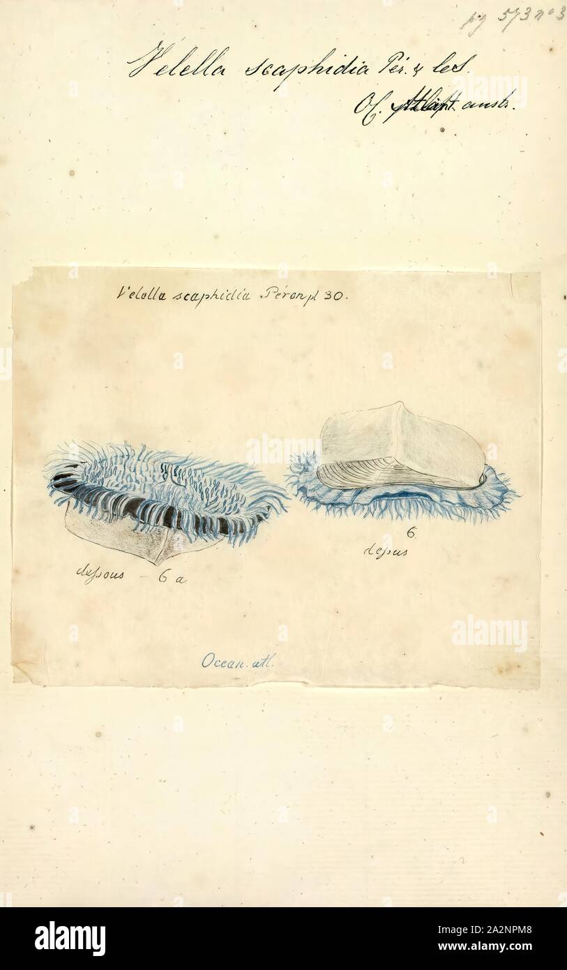 Velella Velella, scaphidia Imprimer, est un genre monospécifique d'hydrozoaires dans la famille Porpitidae. Sa seule espèce connue est Velella velella, cosmopolite, Hydrozoaire flottant libre qui vit sur la surface de l'océan ouvert. Il est communément connu sous le nom d'un radeau, la mer par-le-vent marin, voile, voile pourpre peu, ou simplement Velella Banque D'Images