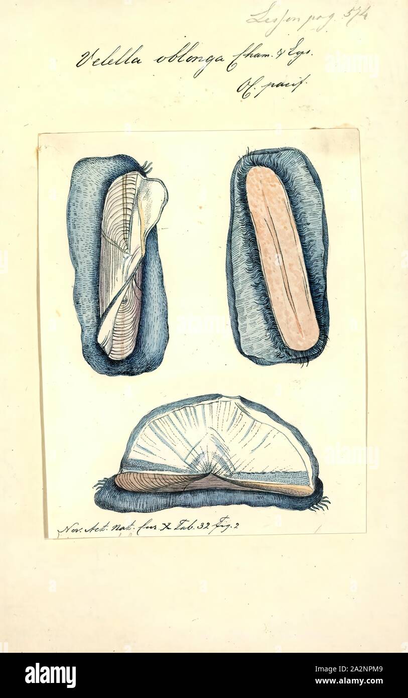 Velella Velella dulcis, d'impression, est un genre monospécifique d'hydrozoaires dans la famille Porpitidae. Sa seule espèce connue est Velella velella, cosmopolite, Hydrozoaire flottant libre qui vit sur la surface de l'océan ouvert. Il est communément connu sous le nom d'un radeau, la mer par-le-vent marin, voile, voile pourpre peu, ou simplement Velella Banque D'Images