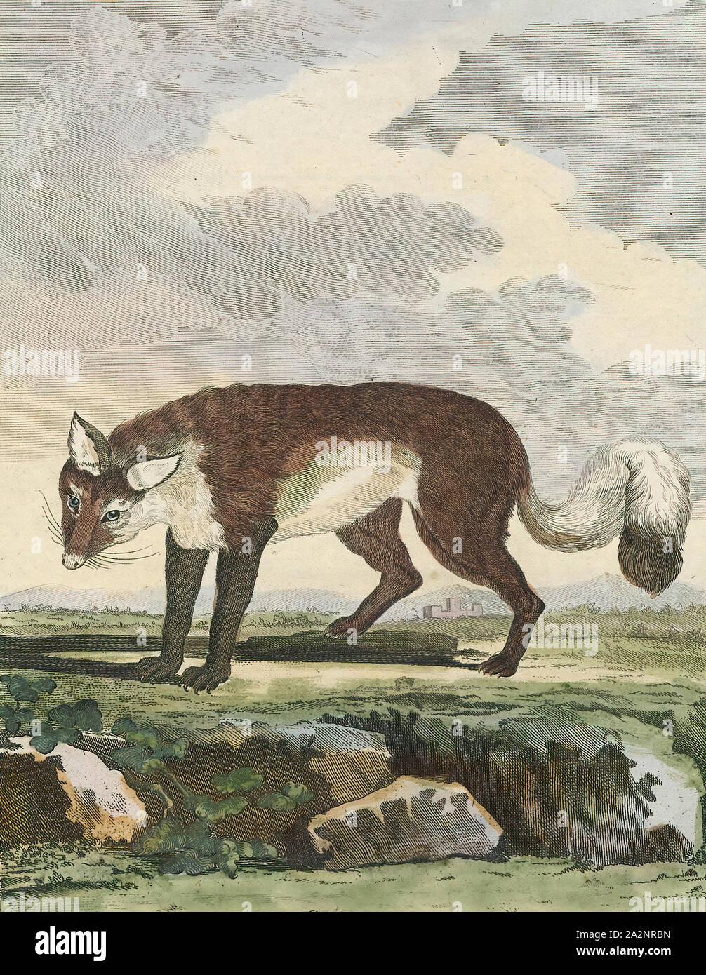 Vulpes lagopus, Imprimer, le renard arctique (Vulpes lagopus), également connu sous le nom de White Fox, renard polaire, ou la neige fox, est un petit renard originaire des régions arctiques de l'hémisphère Nord et dans l'ensemble commun de la toundra arctique, biome. Il est bien adapté à la vie dans des environnements froids, et est mieux connu pour son épaisse fourrure chaude, c'est aussi utilisé comme camouflage. En moyenne, le renard arctique seulement vivre 3 à 4 ans dans la nature. La longueur du corps varie de 46 à 68 cm (18 à 27 po), avec une forme arrondie généralement la forme du corps pour réduire les fuites de chaleur corporelle, 1700-1880. Banque D'Images