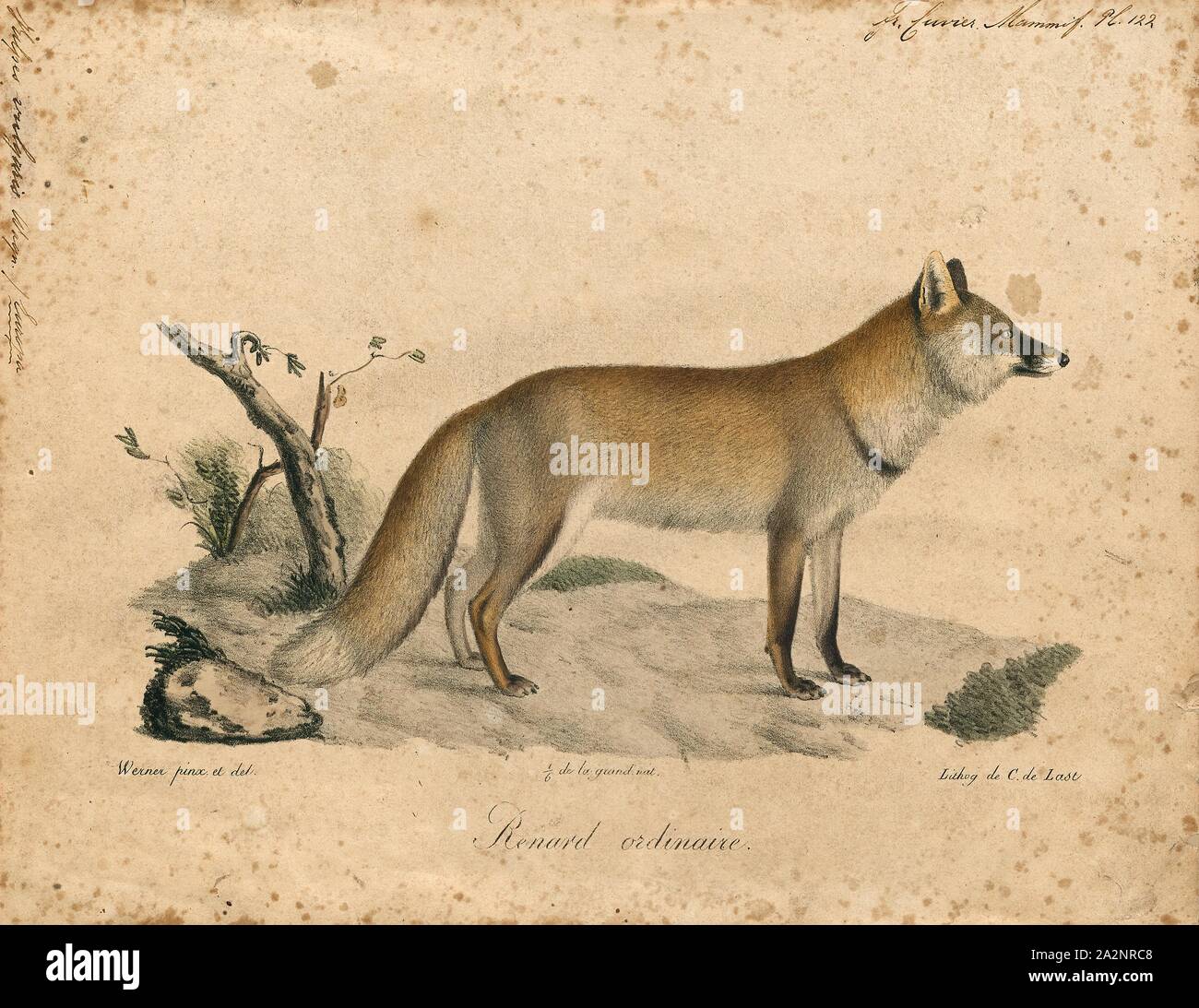 Différents Renards Photos Différents Renards Images Alamy