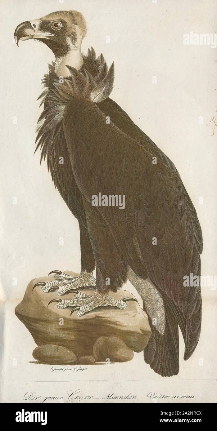 Vultur monachus, Imprimer, condor des Andes, le condor des Andes (Vultur  gryphus) est un oiseau d'Amérique du Sud dans le nouveau monde de la  famille vautour Cathartidae et est le seul membre
