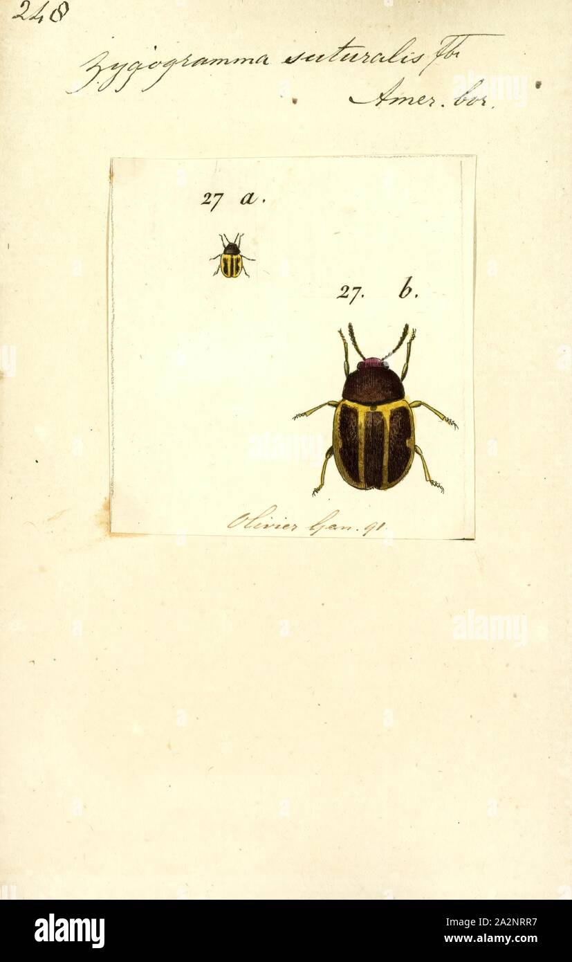 Zygogramma, Imprimer, Zygogramma est une espèce de coléoptères de la feuille dans la sous-famille des Chrysomelinae, qui comprend environ 100 espèces. 13 espèces se trouvent au nord du Mexique Banque D'Images
