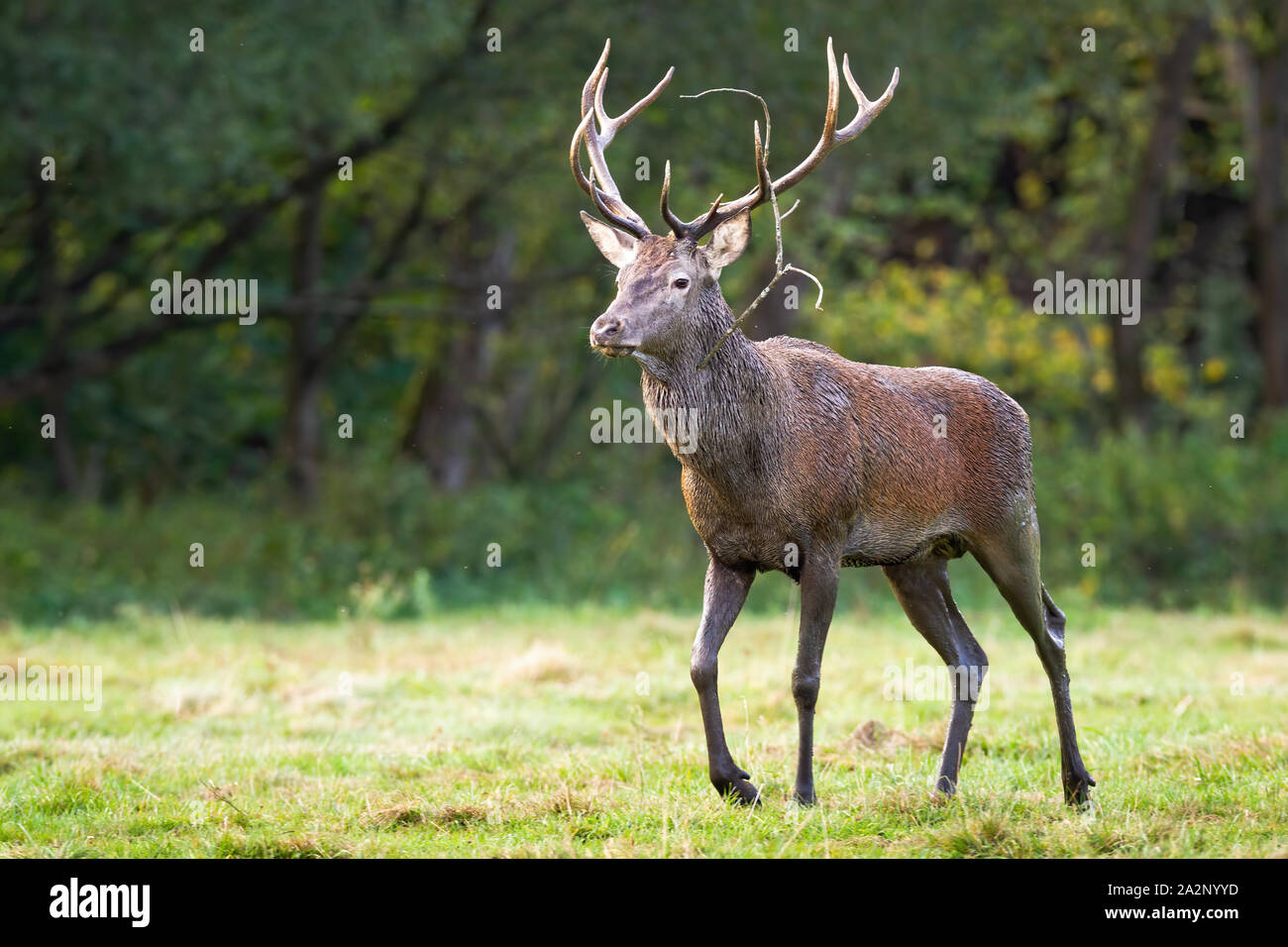 Humide et boueux red deer stag, Cervus elaphus, se rapprocher sur un pré vert en été. Animal sauvage non perturbées dans désert. Banque D'Images