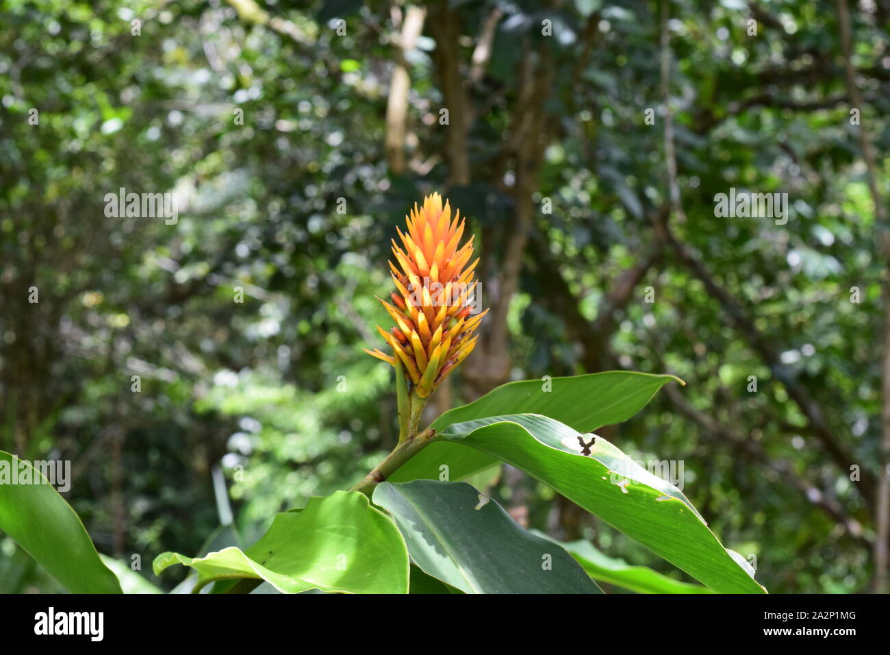 Flor amarilla naturel Banque D'Images