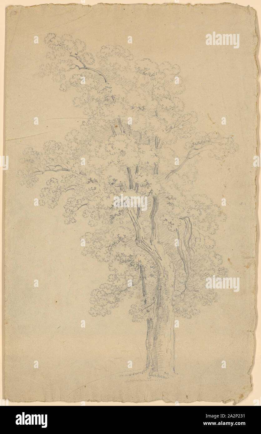 Arbre à feuilles caduques avec trois branches principales et de grande couronne, crayon, feuille : 34,4 x 21,6 cm, non référencé, Johann Rudolf Follenweider, Bâle 1774-1847 Basel Banque D'Images