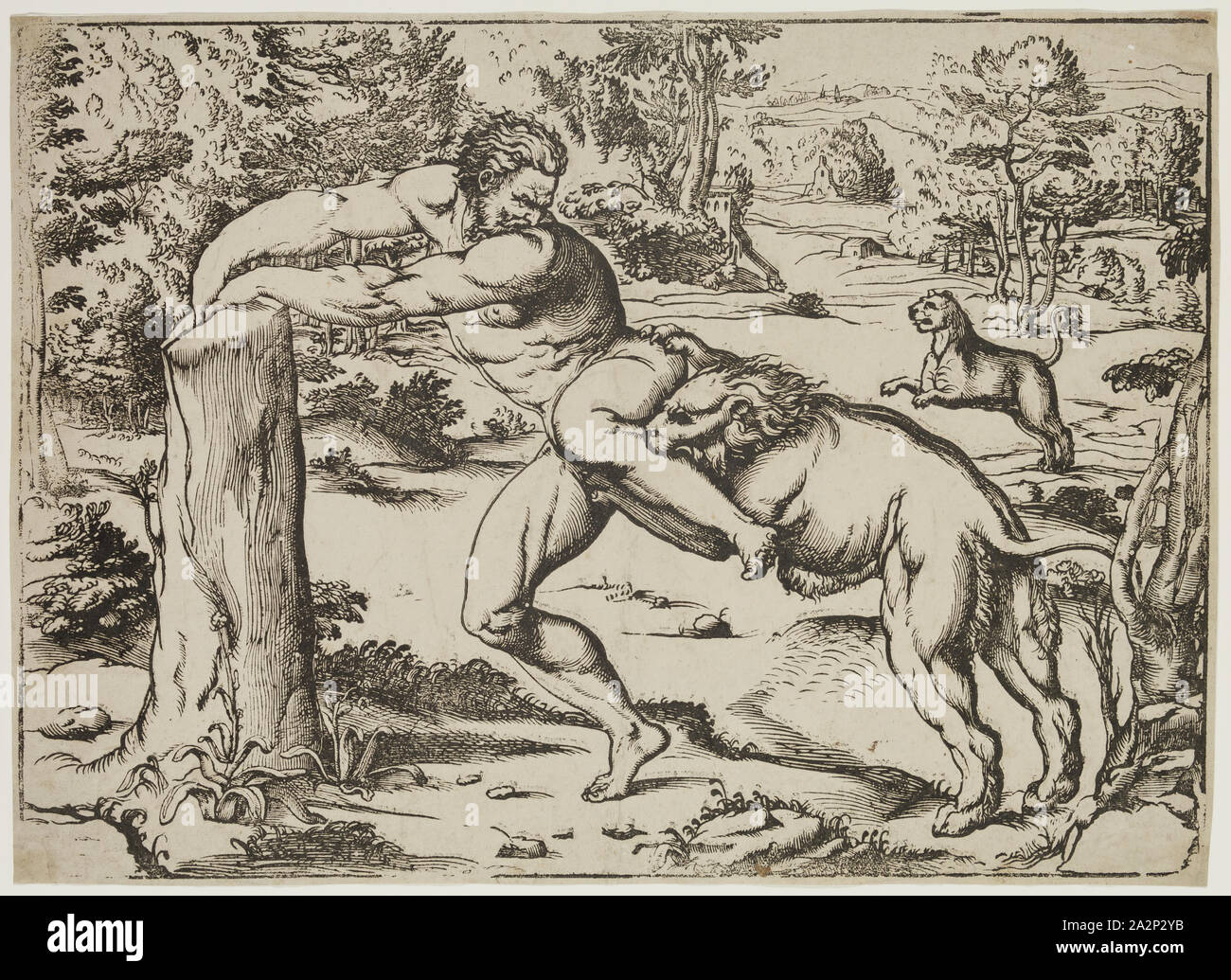 Niccolò Boldrini, italien, 1510-1566, Milo attaqué par les Lions, entre 1510 et 1566, gravure sur bois imprimée dans l'encre noire sur papier vergé, de droit : 11 7/8 x 16 1/4 pouces (30,2 × 41,3 cm Banque D'Images