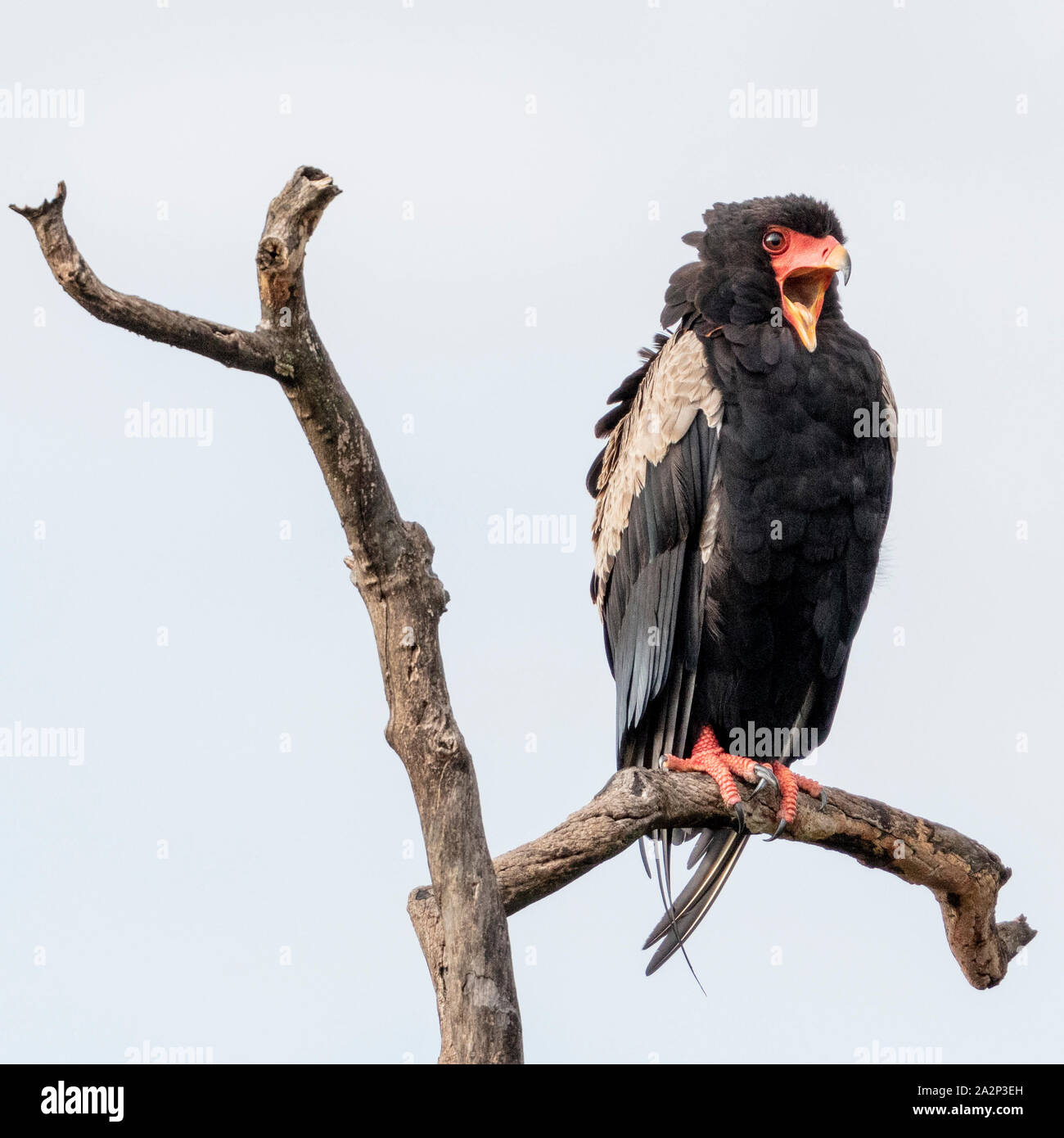 Bouche bée Aigle Bateleur, Samburu, Kenya Banque D'Images