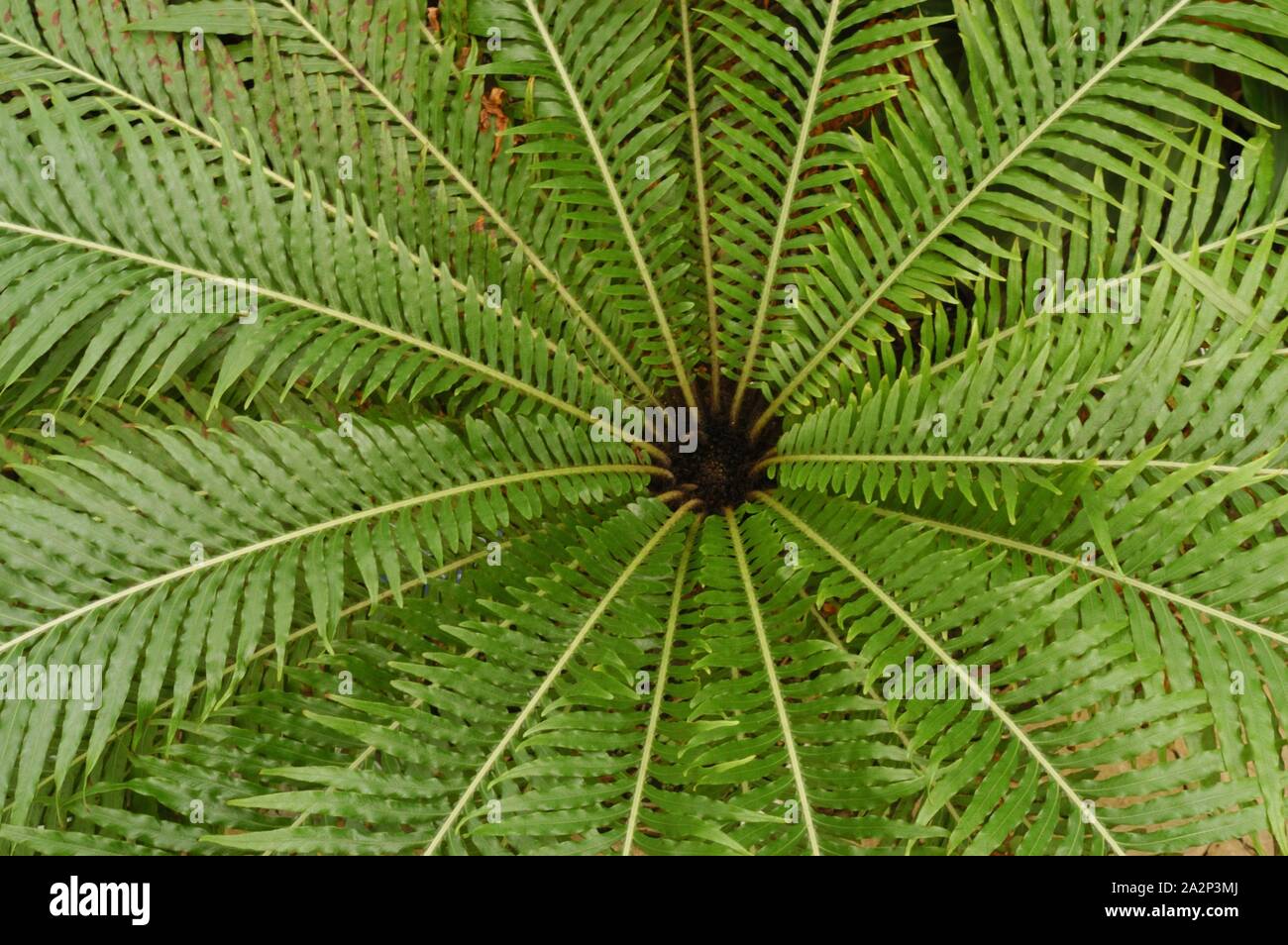 Fougère Blechnum gibbum arbre nain Banque D'Images