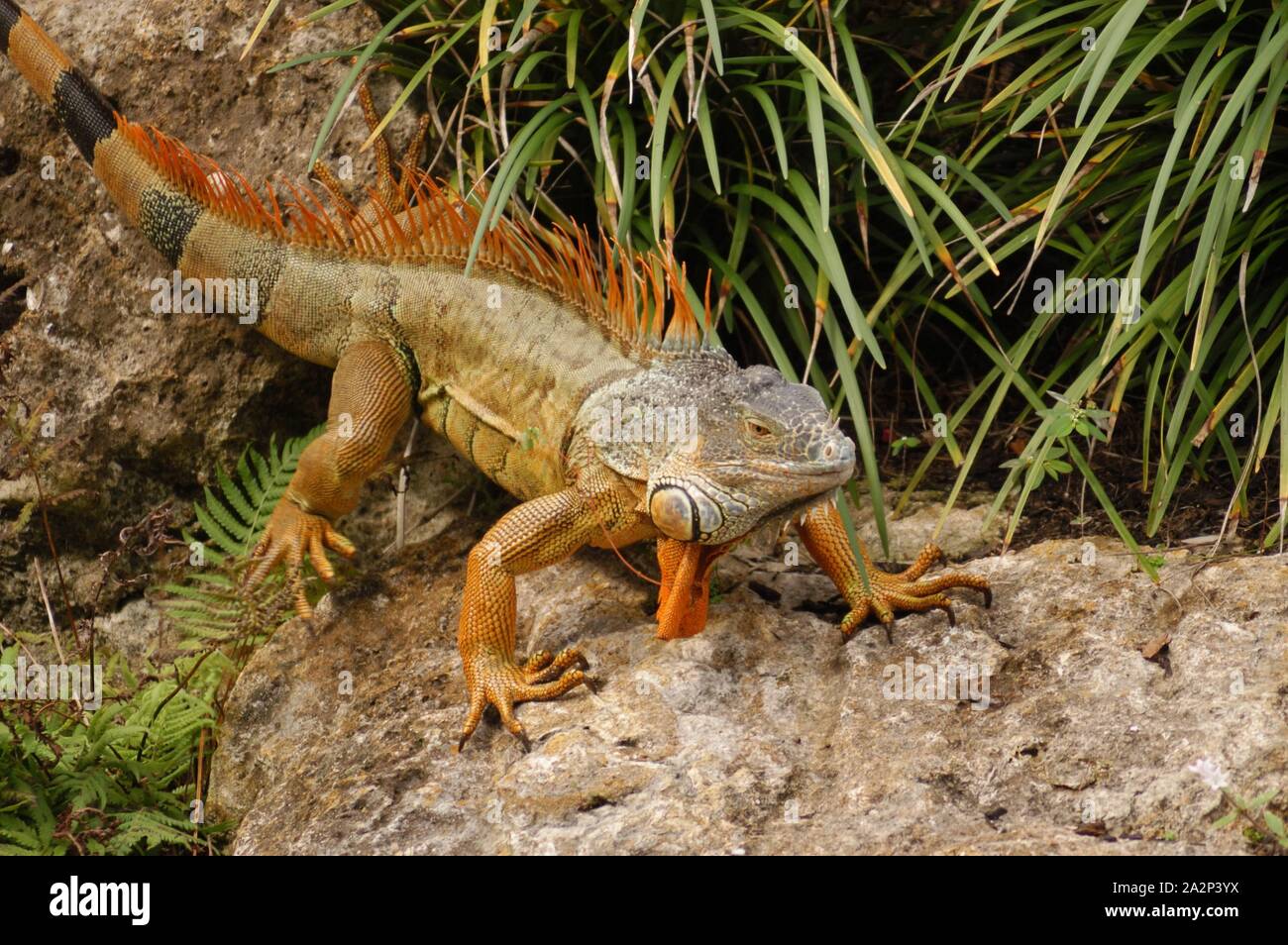 Iguane vert (Iguana iguana) Banque D'Images