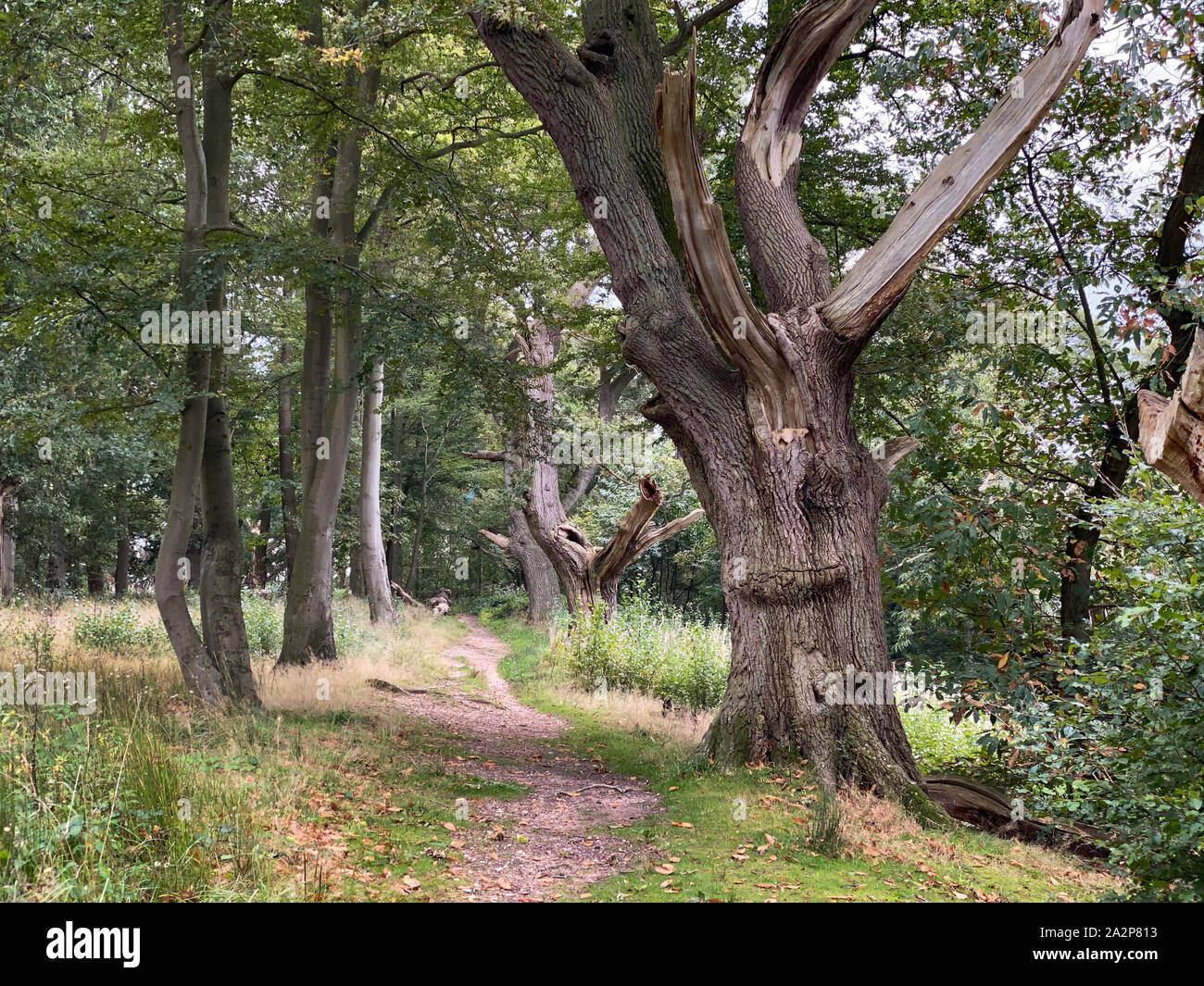 Un bois typiquement anglais au début de l'automne avec de vieux arbres bordant les sentiers. Banque D'Images