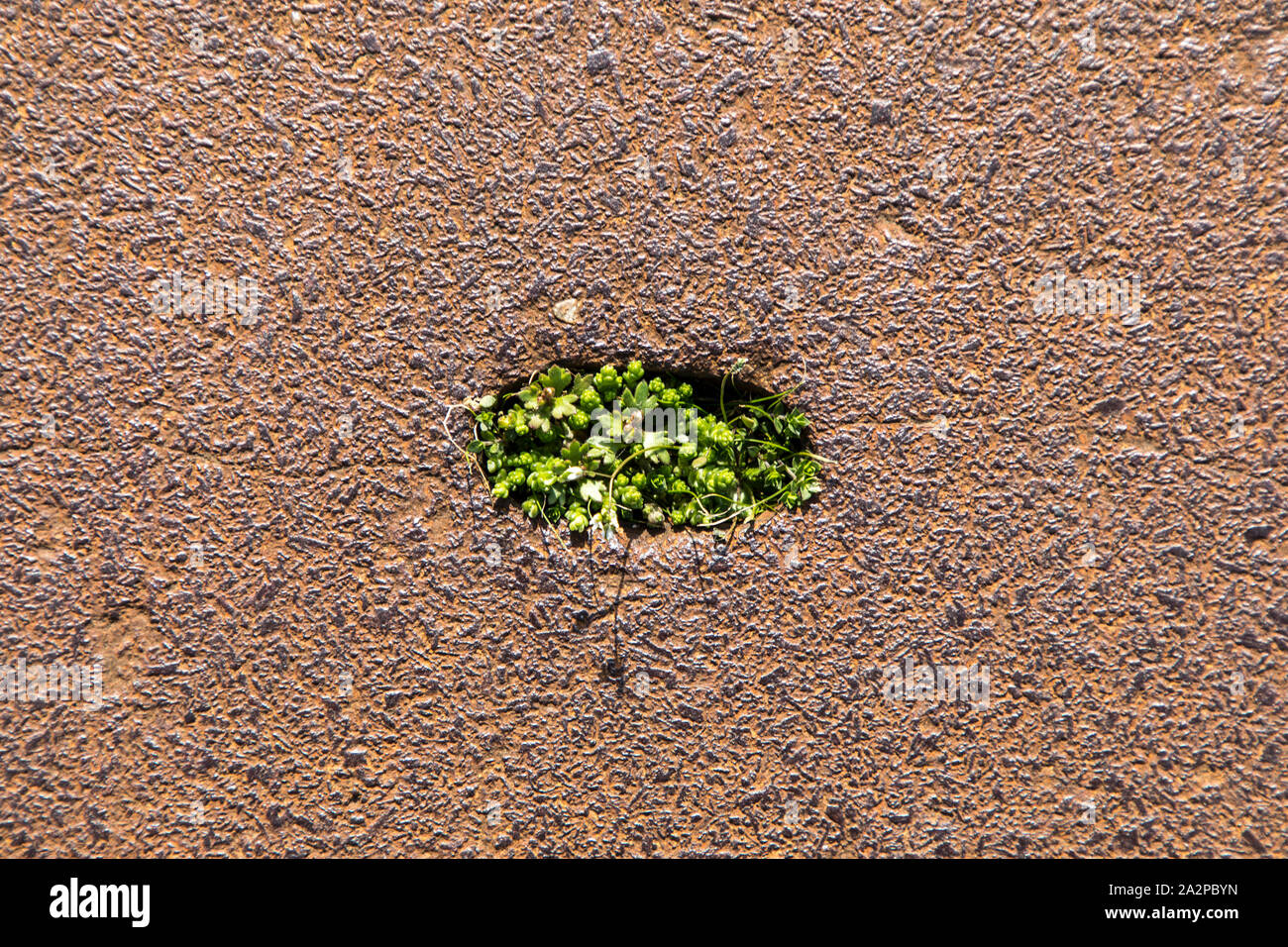 Plaque en fonte rouillée, dans une zone industrielle, à une dépression, il a accumulé le sol et planter des graines au printemps, l'herbe et les petites plantes vertes gr Banque D'Images