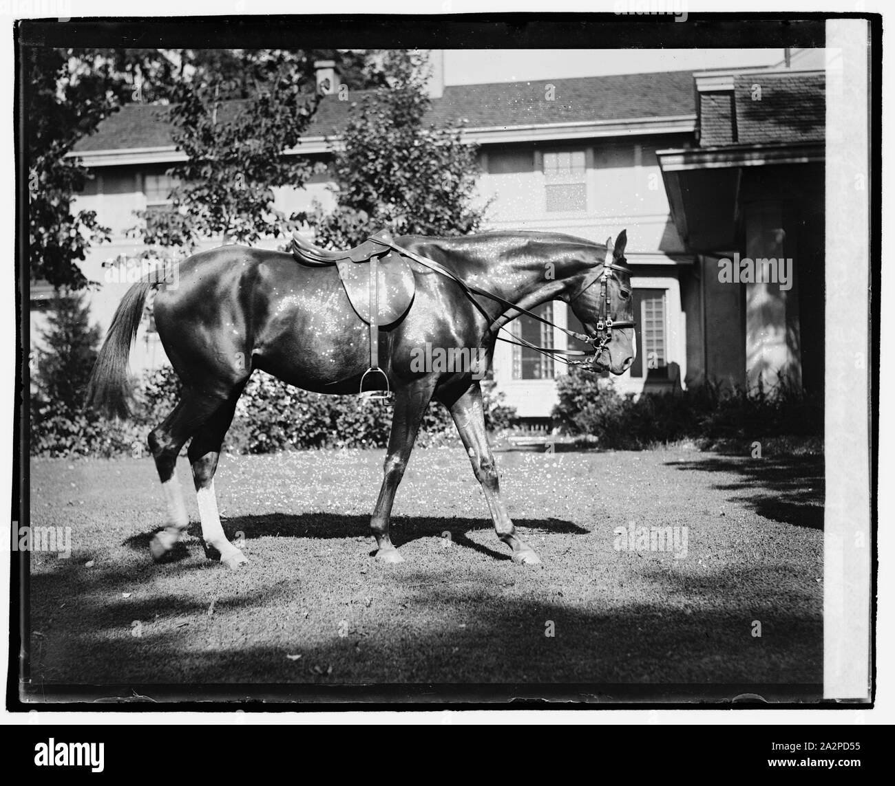Quidron, le cheval du général Pershing Banque D'Images