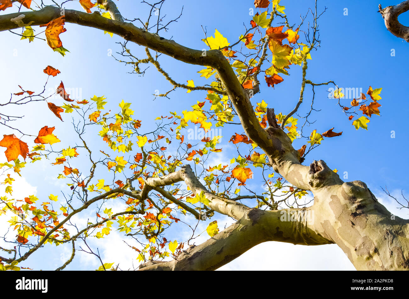 Low angle view of maple tree branches avec des feuilles automne coloré. Concept d'automne, feuillage coloré. Ciel bleu en arrière-plan. Journée ensoleillée au cours de l'été indien. La saison de l'année. Banque D'Images