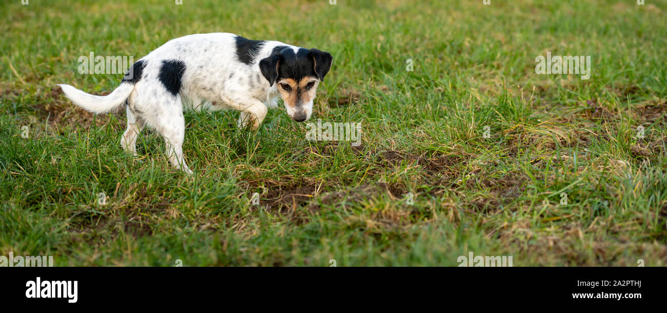 Jack Russell Terrier de chien est en attente devant un trou de souris dans un pré Banque D'Images