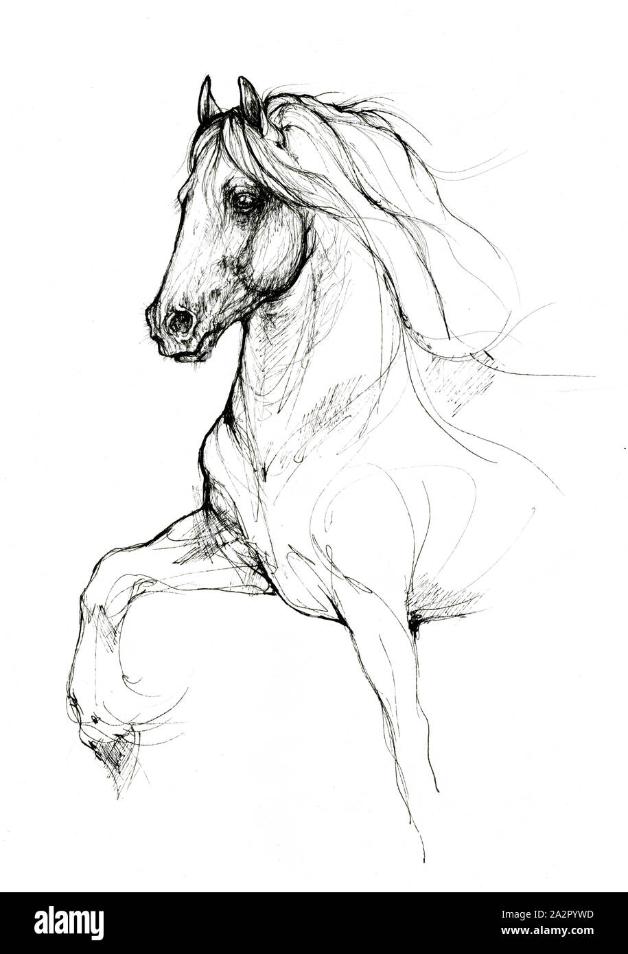 dessin de cheval Banque D'Images