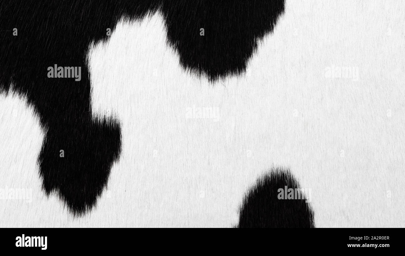 Arrière-plan de vache noir et blanc ou de texture Banque D'Images