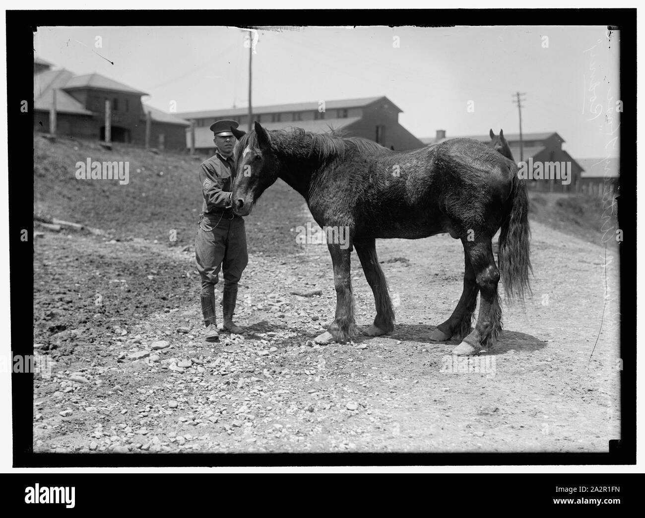 RODNEY, militaire retraité HORSE Banque D'Images