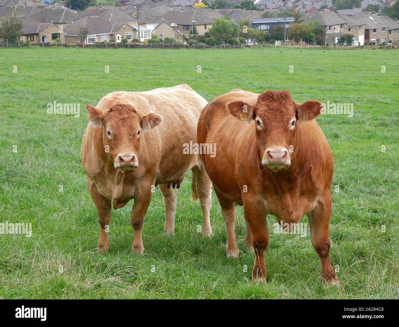 Deux vaches brunes dans domaine de l'herbe verte dans Honley Yorkshire Angleterre Huddersfield Banque D'Images
