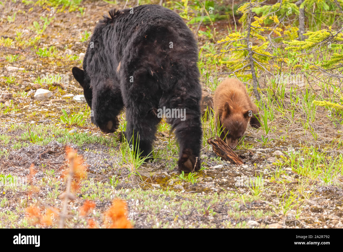 Une mère ours noir américain et son petit (Ursus americanus) sont en quête de nourriture, Banff National Park, Alberta, Canada Banque D'Images