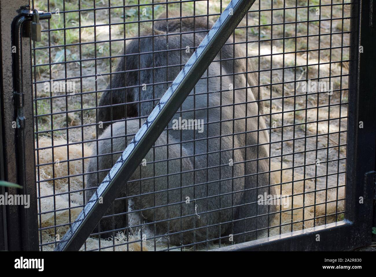 Gorille de plaine de l'Ouest assis avec en arrière contre une clôture tout en vous reposant à l'ombre Banque D'Images