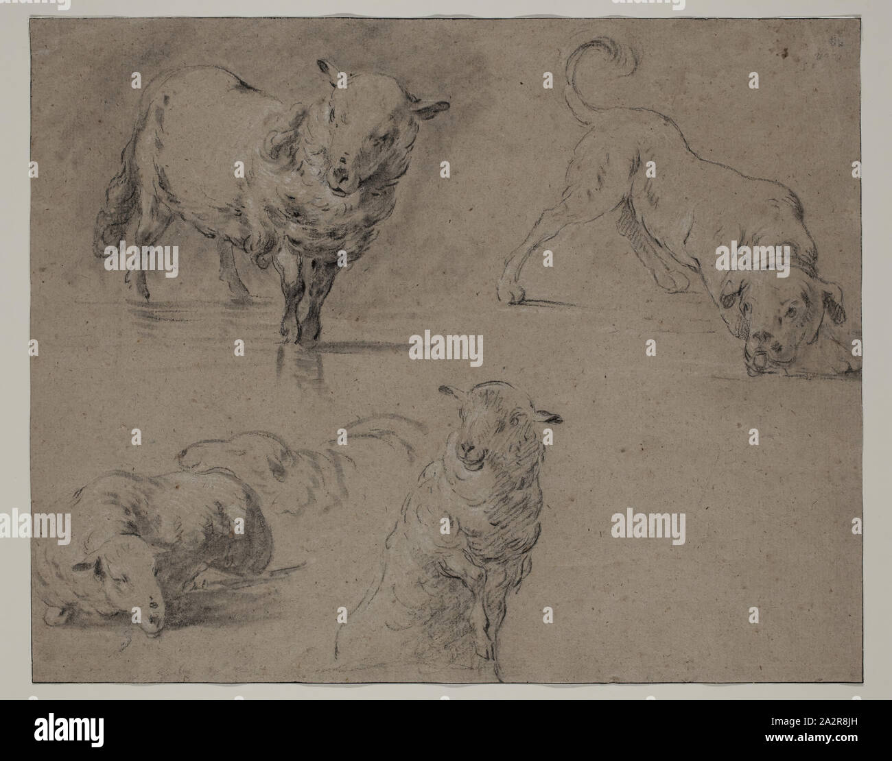 Inconnu (français), des moutons et un chien, ca. 1750, noir et craie blanche sur papier vergé beige avec des inclusions fibreuses, feuille : 10 7/8 x 13 9/16 pouces (27,6 × 34,4 cm Banque D'Images